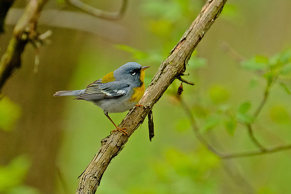 Northern Parula