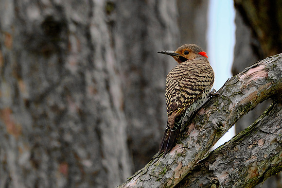 Northern Flicker (3)