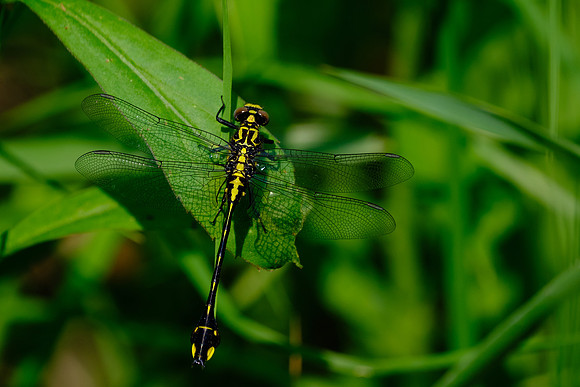 Cobra Clubtail