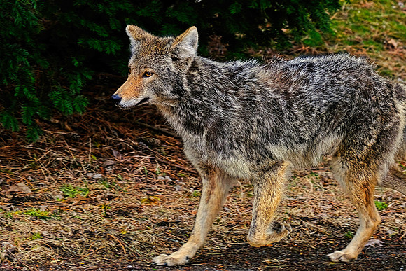 Coyote (2)