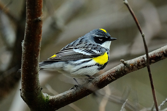 Yellow-rumped Warbler (1)
