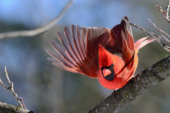 Northern Cardinal (5)