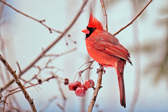 Northern Cardinal (2)