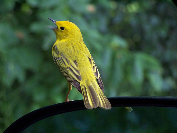Yellow Warbler singing