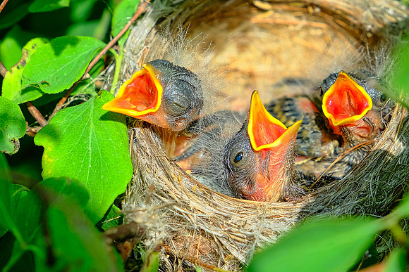 Yellow Warbler (8)