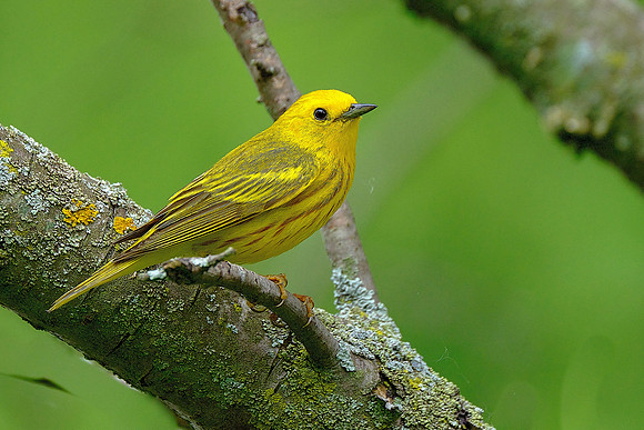 Yellow Warbler (7)