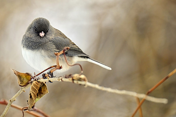 Dark-eyed Junco (1)