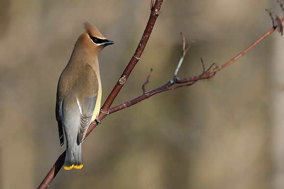 Cedar Waxwing (3)