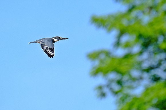 Belted Kingfisher (2)