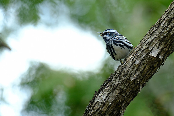 Black and White Warbler