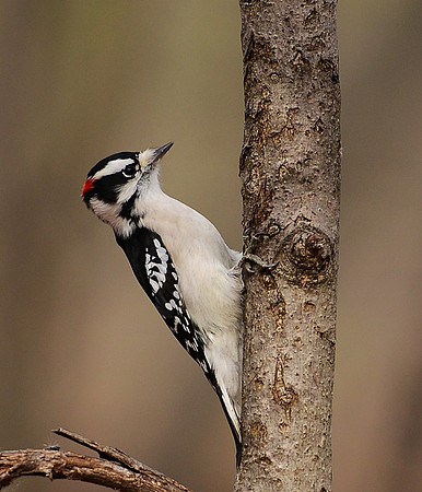Downy Woodpecker (1)