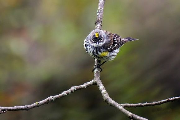 Yellow-rumped Warbler (2)