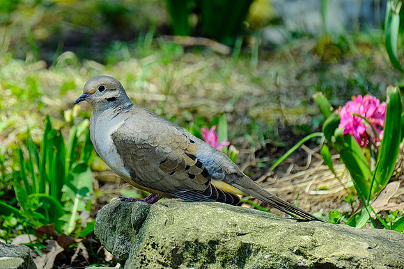 Rock Pigeon (1)