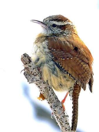 Carolina Wren (1)