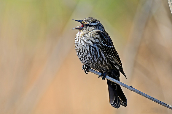 Red-winged Blackbird (3)