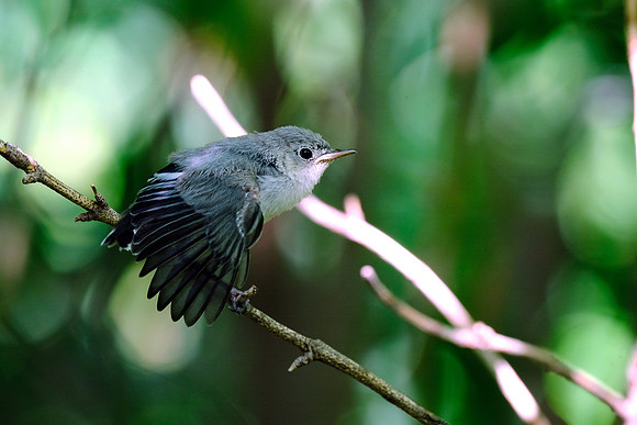 Blue-grey Gnatcatcher (5)