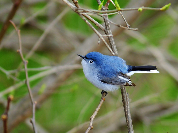 Blue Gray Gnatcatcher (2)