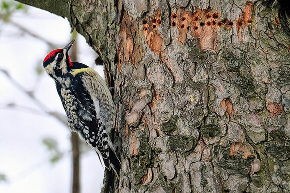 Yellow-bellied  Sapsucker (1)
