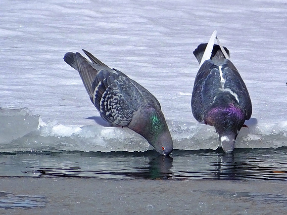 Rock Pigeon (2)