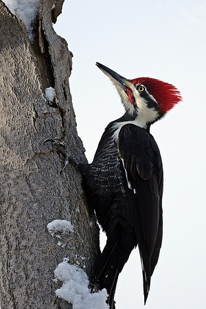 Pilieated Woodpecker (2)
