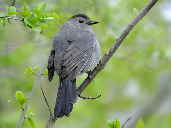 Gray Catbird (1)