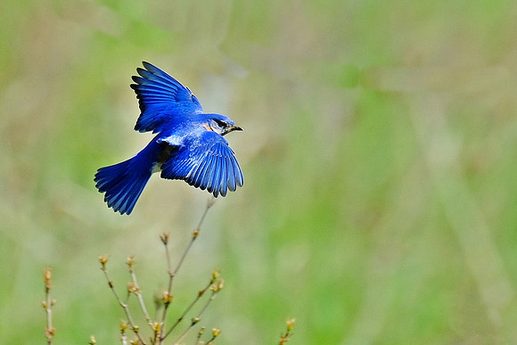 Eastern Bluebird (1)