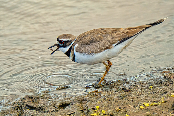 Killdeer (1)