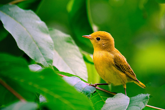 Yellow Warbler (9)