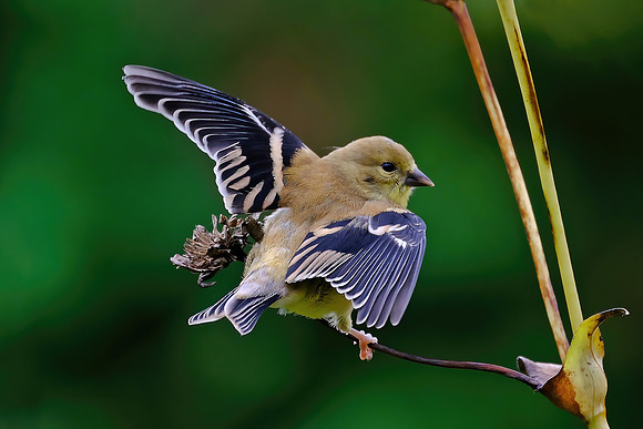 Goldfinch (2)