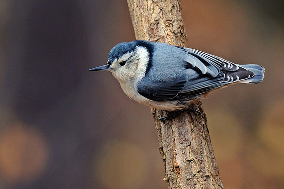 White-breasted Nuthatch (3)