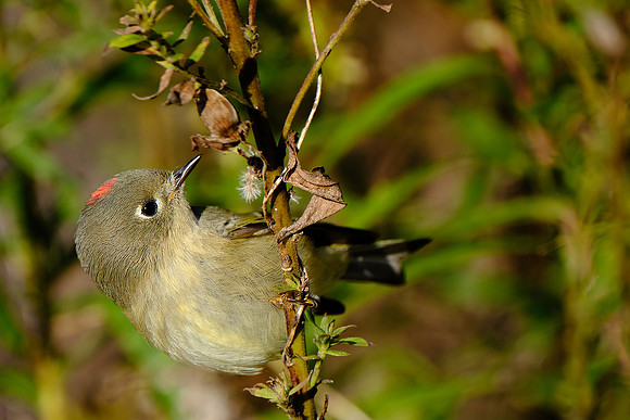 Ruby-crowned Kinglet (1)