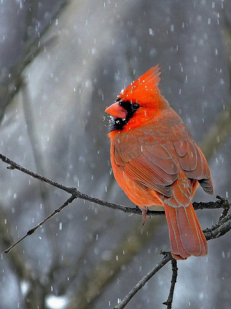 Northern Cardinal (10)
