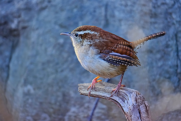 Carolina Wren (5)