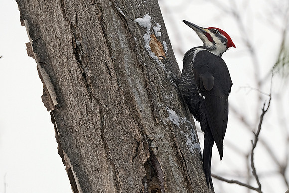 Pilieated Woodpecker (4)