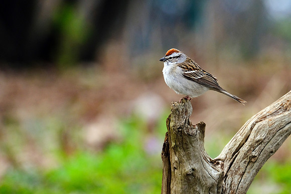 Chipping Sparrow