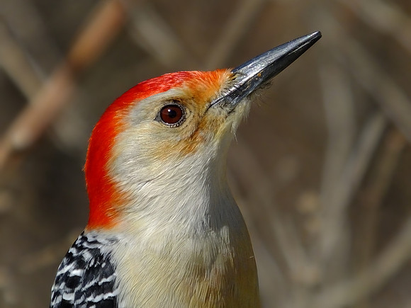 Red-bellied Woodpecker (1)