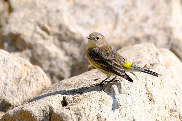 Yellow-rumped Warbler (5)