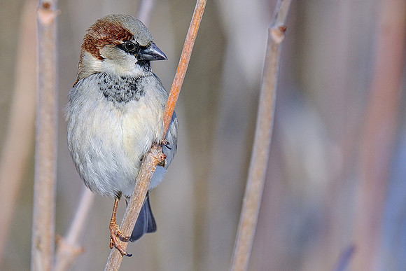 House Sparrow