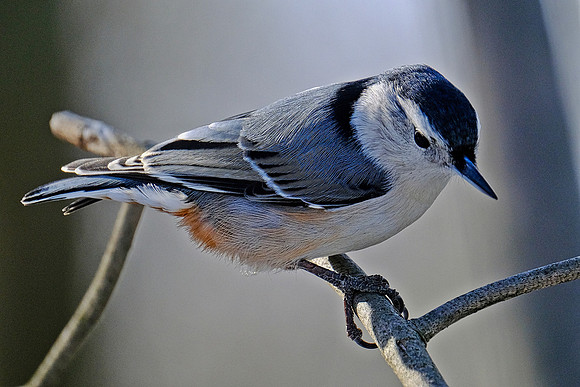 White-breasted Nuthatch (1)