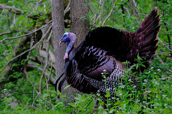 Wild Turkey (3)