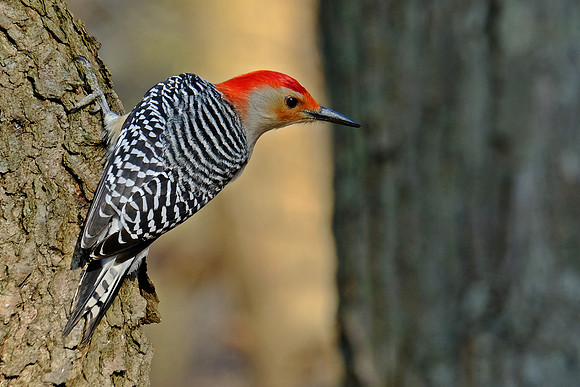 Red-bellied Woodpecker (2)