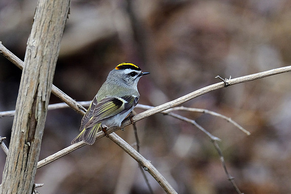 Golden-crowned Kinglet (2)