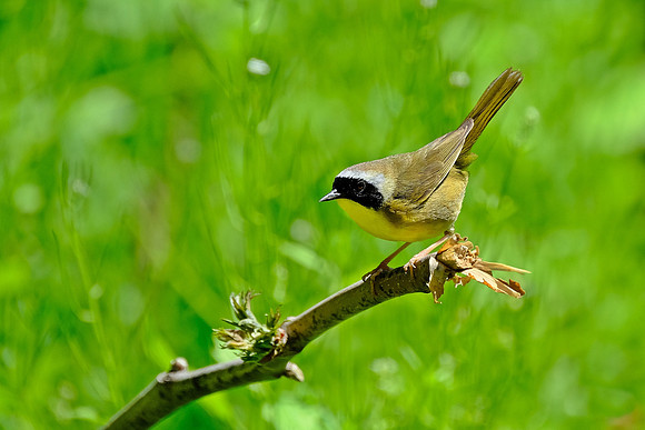 Common Yellowthroat (2)