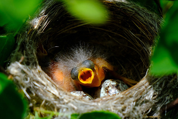 Yellow Warbler (2)