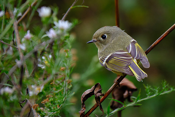 Ruby-crowned Kinglet (2)