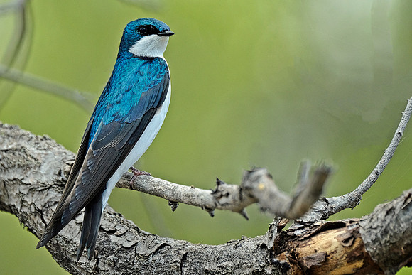 Tree Swallow (3)