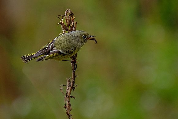 Golden-crowned Kinglet (1)