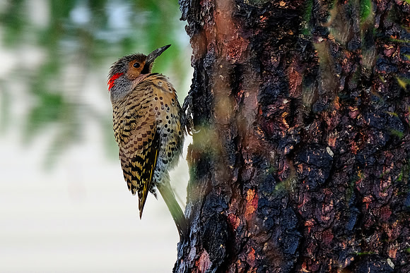 Northern Flicker (1)