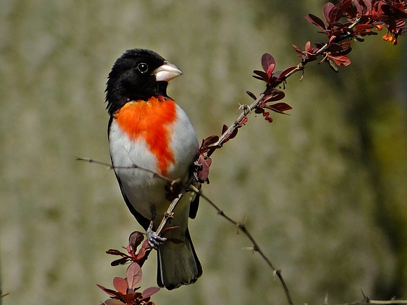 Rose-breasted Grosbeak (1)