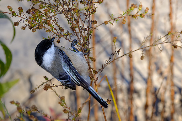 Black-capped Chickadee (5)